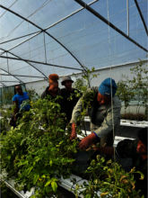 Hydroponics farming
