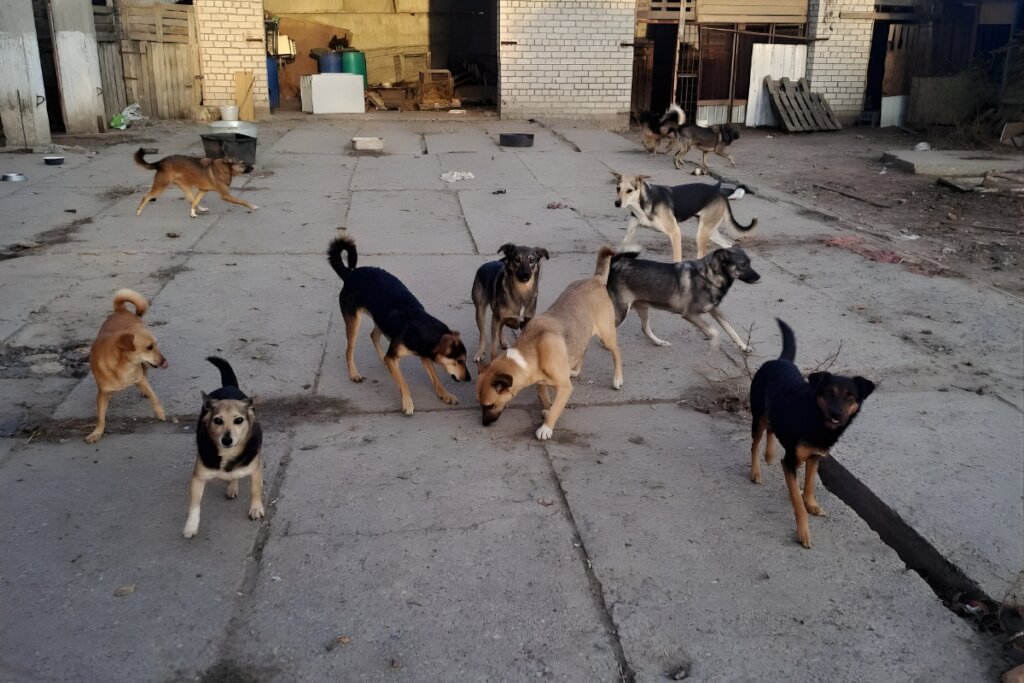 Rescue Abandoned Pets in Ukraine War Zones