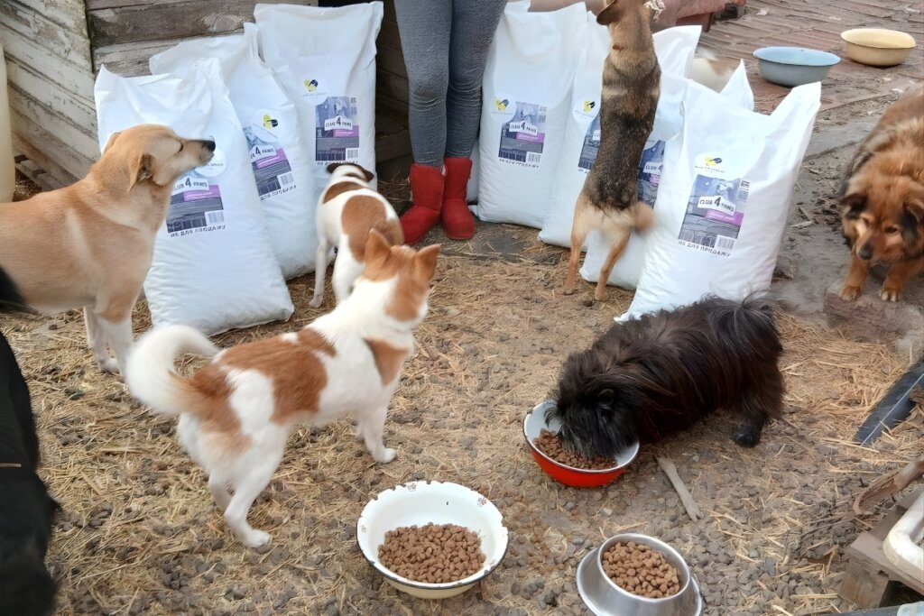 Rescue Abandoned Pets in Ukraine War Zones