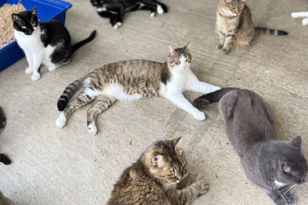Rescue Abandoned Pets in Ukraine War Zones
