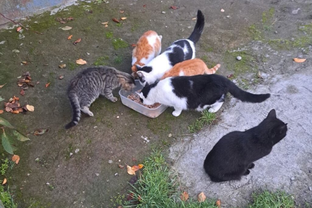 Rescue Abandoned Pets in Ukraine War Zones