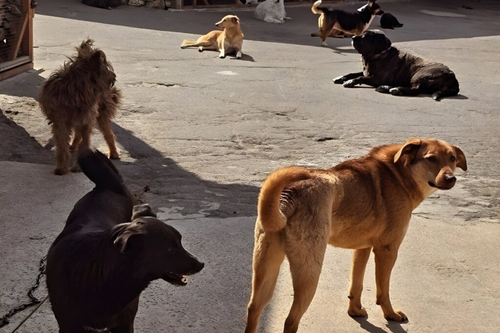 Rescue Abandoned Pets in Ukraine War Zones