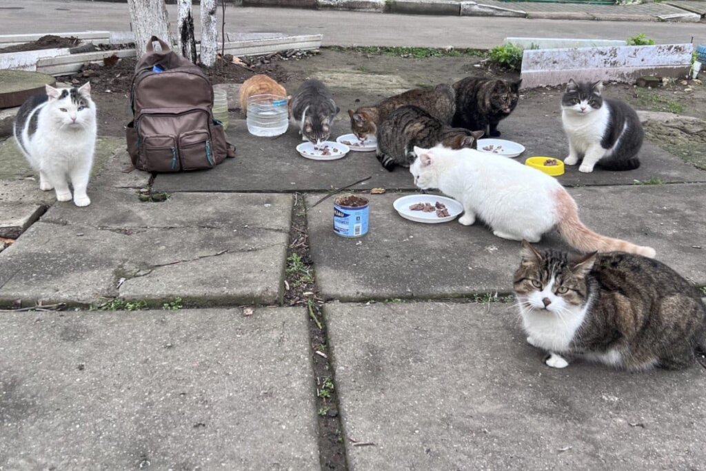 Rescue Abandoned Pets in Ukraine War Zones