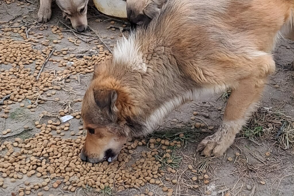 Rescue Abandoned Pets in Ukraine War Zones