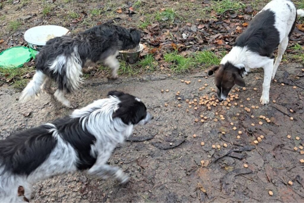 Rescue Abandoned Pets in Ukraine War Zones