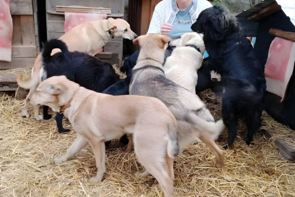 Rescue Abandoned Pets in Ukraine War Zones