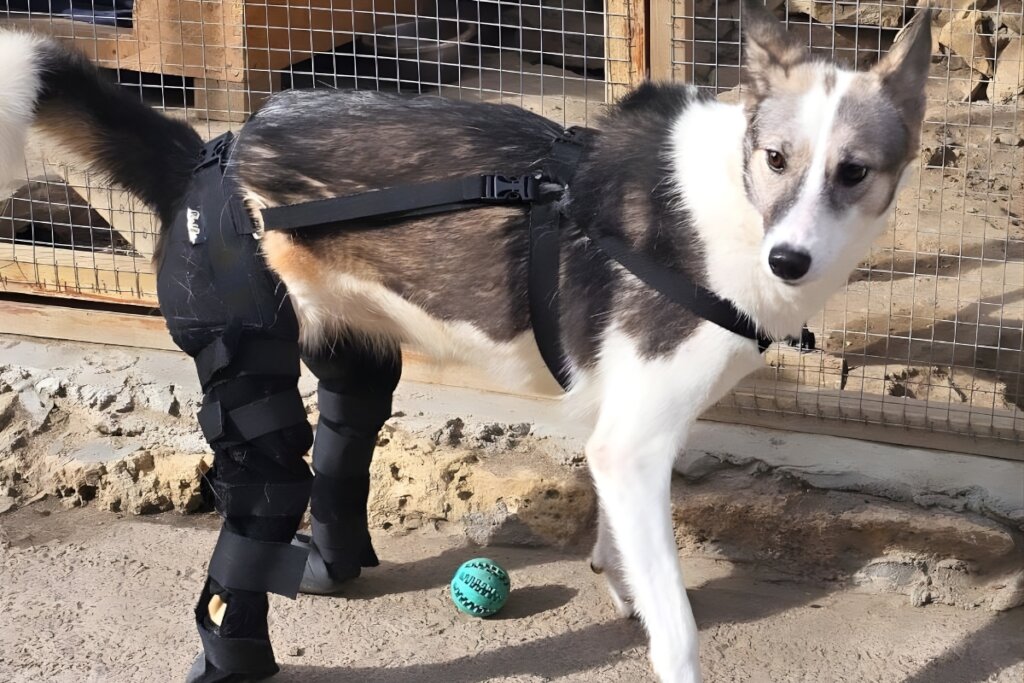 Rescue Abandoned Pets in Ukraine War Zones