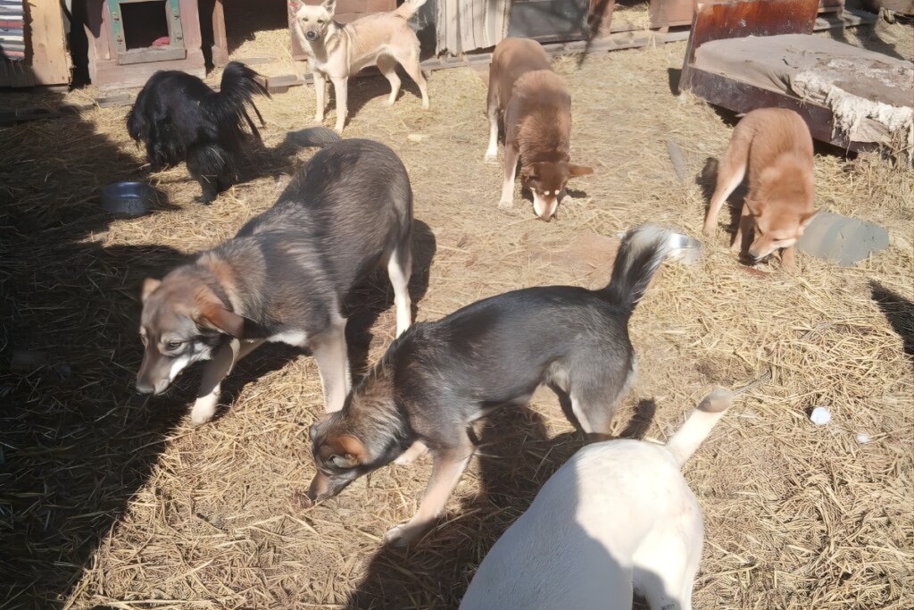 Rescue Abandoned Pets in Ukraine War Zones