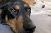 Rescue Abandoned Pets in Ukraine War Zones