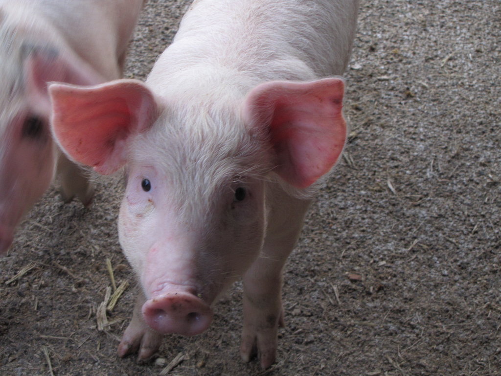 "Gas" to Gas: From Farm Waste to Renewable Energy