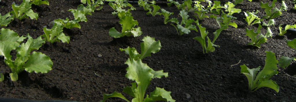 "Gas" to Gas: From Farm Waste to Renewable Energy