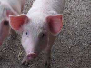 A key player in biodigester health