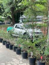 From Planning to Planting