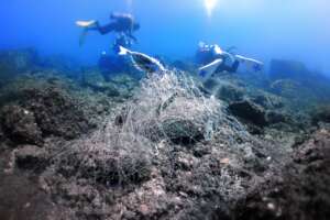 wildlife entangled by ghost gear
