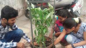 Tree Plantation