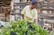 Sustainable Farming for Kenyan Farmers