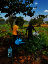 Learners watering vegetable crops