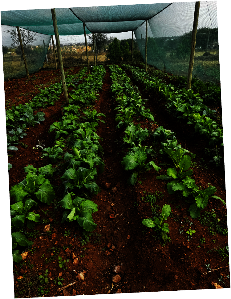 Healthy leafy vegetables