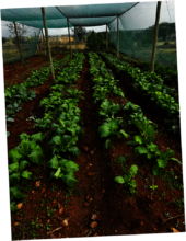 Healthy leafy vegetables