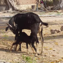 Buy A Goat For A Family of Visually Challenged