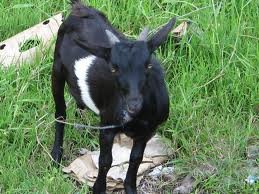Buy A Goat For A Family of Visually Challenged
