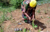 Empower 5000 Women with fruits trees in Korogwe.