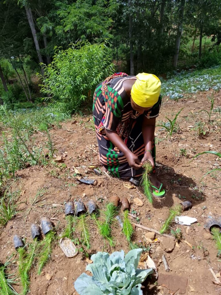 Empower 5000 Women with fruits trees in Korogwe.