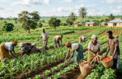 Improve Food Production in Rural Ghana