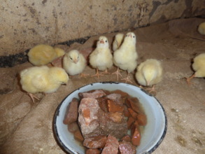 The Chicks