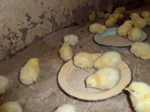 The chicks