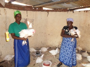 Showing off the chickens