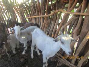 Goat Rearing Project