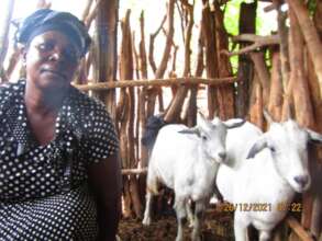 Tsitsi's Goat Rearing Project