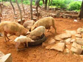 Lina's Pig Project