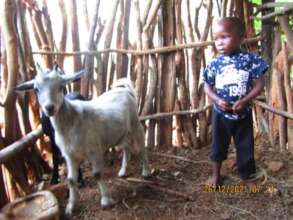 Goat Project - Tsitsi's Grandson