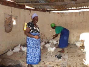 Project manager checking on the chickens