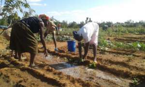Community Gardening Project