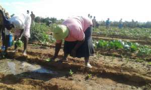 Community Gardening Project