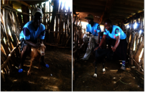 Goat project