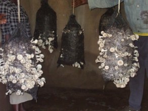 Women Participating In Mushroom Project