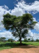Tree nearby where church members meet instead