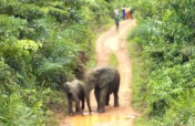 Protect Liberia Endangered Forest Elephants
