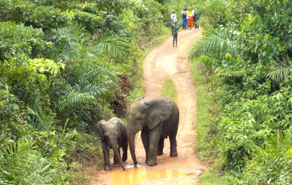 Protect Liberia Endangered Forest Elephants