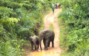 Protect Liberia Endangered Forest Elephants