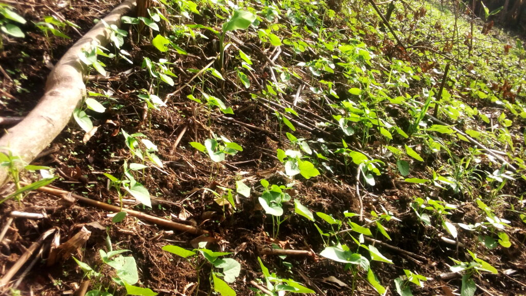 Empowering women farmers through urban in Drcongo