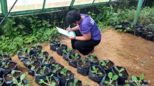 Research on Compost Use on Vegetables