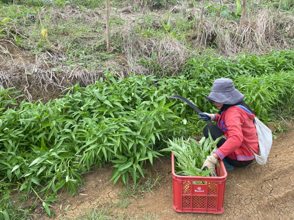 Young Farmers Microloan Empowerment Initiative