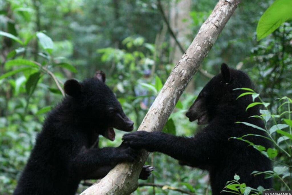 Support rescue and rehabilitate Bear cubs