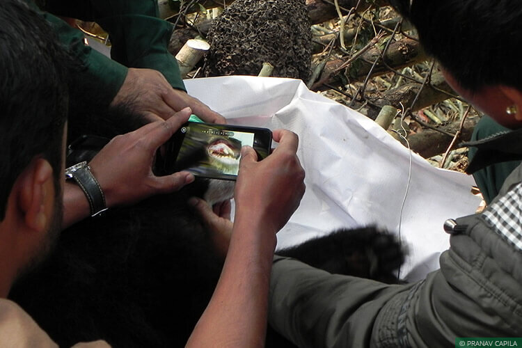 Support rescue and rehabilitate Bear cubs