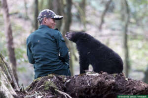 Support rescue and rehabilitate Bear cubs